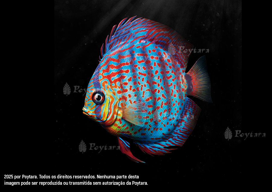Imagem Acara-Disco-Marca